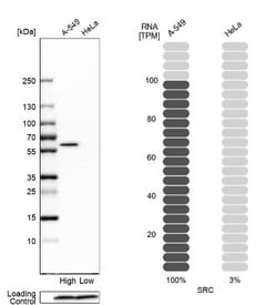 Src Antibody, Novus Biologicals:Antibodies:Primary Antibodies
